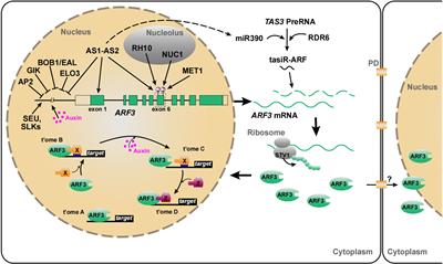 A model worker: Multifaceted modulation of AUXIN RESPONSE FACTOR3 orchestrates plant reproductive phases